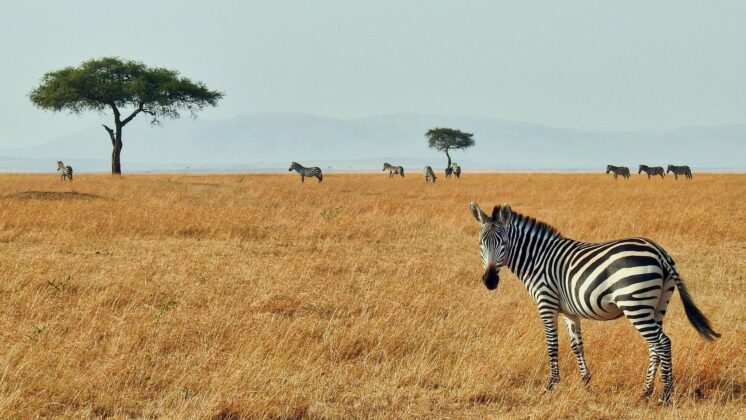African savanna with one zebra looking over its shoulder at the camera and the rest of the herd in the background
