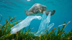 Plastic waste pollution in the ocean, disposable gloves with seagrass and a sea turtle underwater