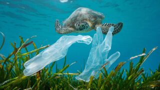 From MBA to Sustainable Startup: The Story of EcoNest Plastic waste pollution in the ocean, disposable gloves with seagrass and a sea turtle underwater