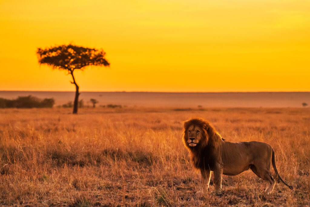 Lion on the savannah at sunset hunts for a nervous public speaker