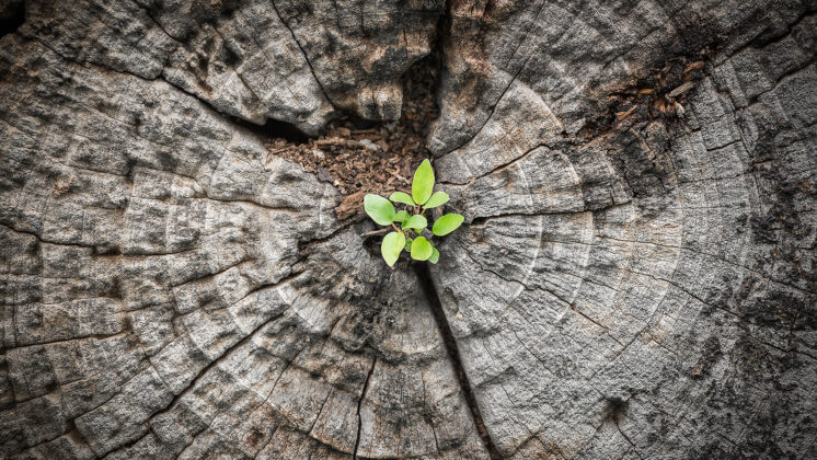 A late bloomer sprout pokes up from weathered tree rings