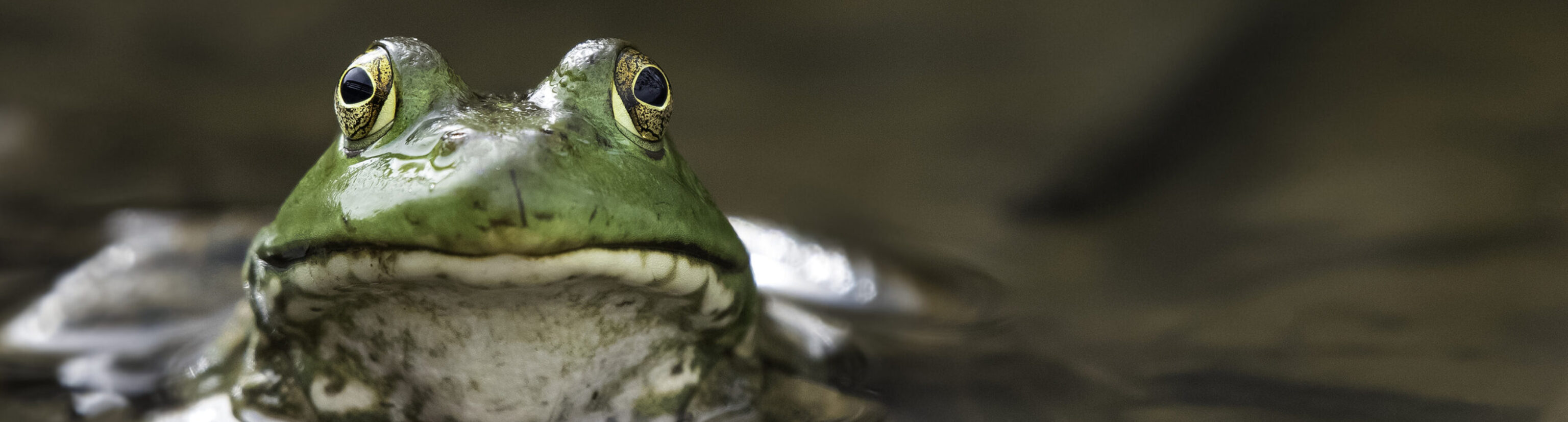 A frog sits in muddy water with a frown at the expression "eating the frog"