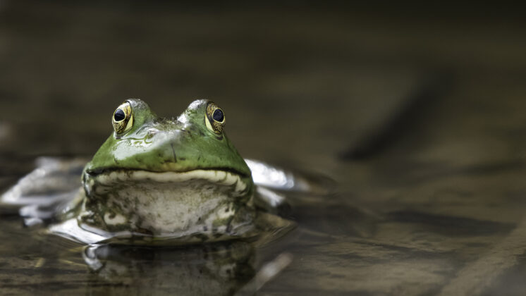 A frog sits in muddy water with a frown at the expression 